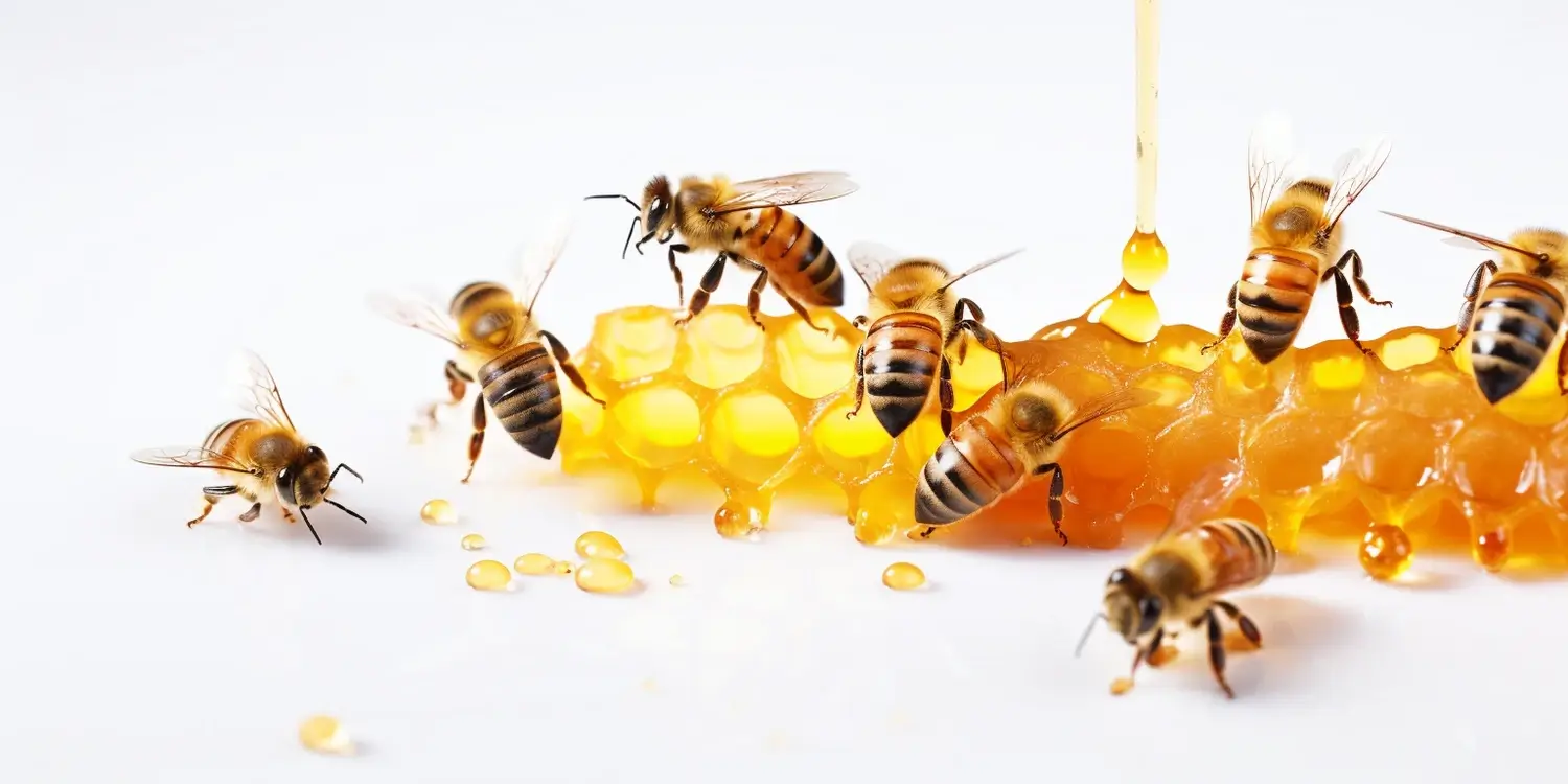 Na co miód rzepakowy?